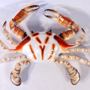 Hand-Painted-Crab-Beach-Tiki-Bar-Wall-Mount-Decor-6-Dot-0-300x300 Crab Decor & Crab Decorations