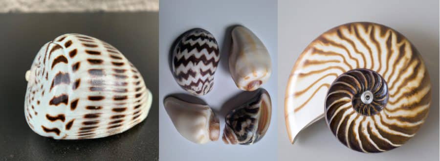 clean-seashells-with-their-patterns-preserved-scaled How To Clean Seashells With Vinegar? Is it Safe?