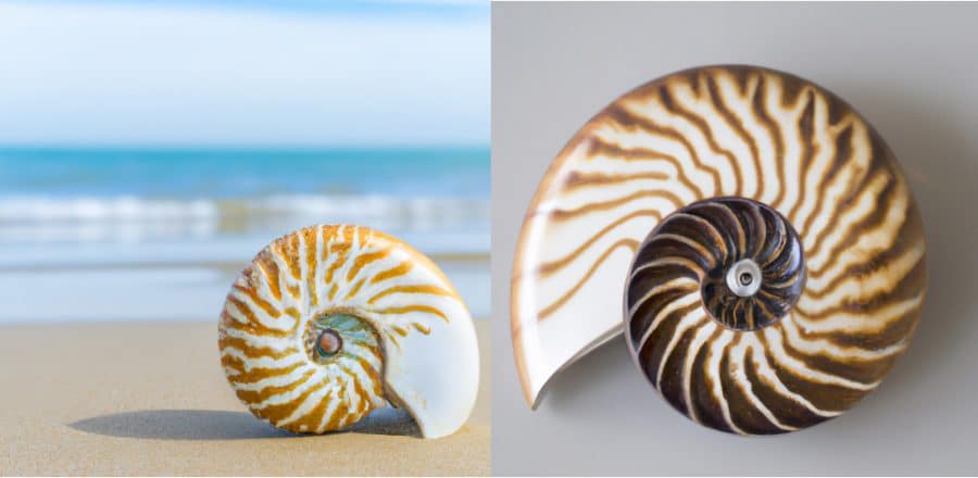 what-do-nautilus-shells-look-like-scaled How to Find Nautilus Shells